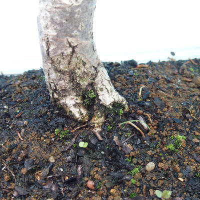 Outdoor bonsai - lipa drobnolistna - 2