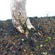 Outdoor bonsai - lipa drobnolistna - 2/2