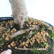 Outdoor bonsai - lipa drobnolistna - 2/2