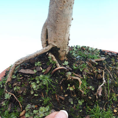 Outdoor bonsai - lipa drobnolistna - 2