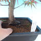 Outdoor bonsai - dłoń Acer. Atropurpureum - japoński klon czerwony - 2/3