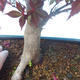 Outdoor bonsai - dłoń Acer. Atropurpureum - japoński klon czerwony - 2/3