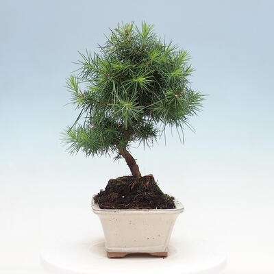 Kryty bonsai-Pinus halepensis-sosna Aleppo - 2