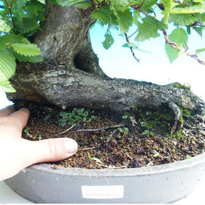 Outdoor bonsai - Grab - 2