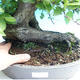 Outdoor bonsai - Grab - 2/3