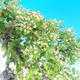 Outdoor bonsai - Single hawthorn - 2/3