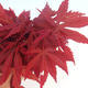 Outdoor bonsai - dłoń Acer. Atropurpureum - japoński klon czerwony - 2/2