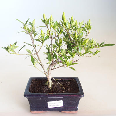 Kryty bonsai - Gardenia jasminoides-Gardenia PB2201165 - 2