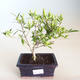Kryty bonsai - Gardenia jasminoides-Gardenia PB2201165 - 2/2