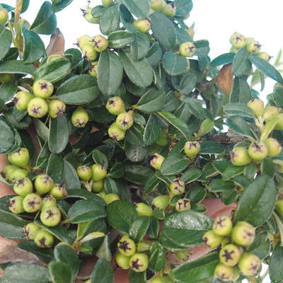 Outdoor bonsai-Cotoneaster horizontalis-Cotoneaster - 2
