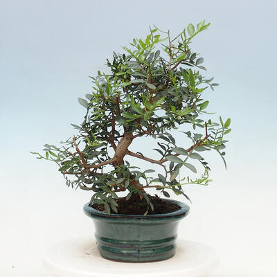 Kryty bonsai - Pistacje - 2
