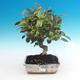 Outdoor bonsai -Malus Halliana - owocach jabłoni - 2/4
