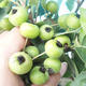 Outdoor bonsai -Malus Halliana - owocach jabłoni - 2/4
