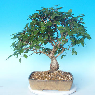 Na zewnątrz bonsai-Karpiny KARPINOWE - Koreański Grab - 2