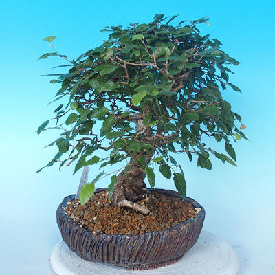 Na zewnątrz bonsai-Karpiny KARPINOWE - Koreański Grab - 2