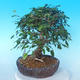 Na zewnątrz bonsai-Karpiny KARPINOWE - Koreański Grab - 2/5