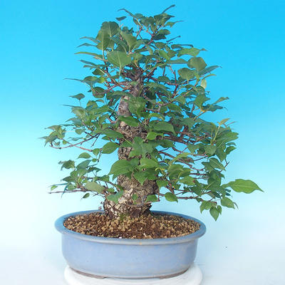 Outdoor bonsai - japońska gruszka NASHI - Pyrus pyrifolia - 2