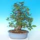 Outdoor bonsai - japońska gruszka NASHI - Pyrus pyrifolia - 2/6