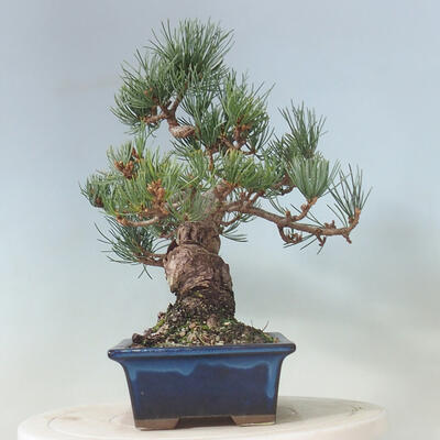 Bonsai ogrodowe - Pinus parviflora - sosna drobnokwiatowa - 2