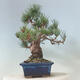 Bonsai ogrodowe - Pinus parviflora - sosna drobnokwiatowa - 2/4