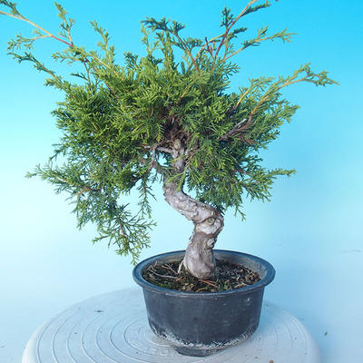 Odkryty bonsai - Juniperus chinensis ITOIGAWA - chiński jałowiec - 2