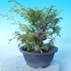 Odkryty bonsai - Juniperus chinensis ITOIGAWA - chiński jałowiec - 2/6
