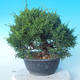 Odkryty bonsai - Juniperus chinensis ITOIGAWA - chiński jałowiec - 2/6