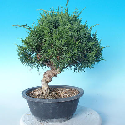 Odkryty bonsai - Juniperus chinensis ITOIGAWA - chiński jałowiec - 2