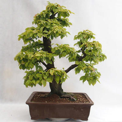 Outdoor bonsai - Grab - Carpinus betulus VB2019-26689 - 2