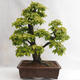 Outdoor bonsai - Grab - Carpinus betulus VB2019-26689 - 2/5