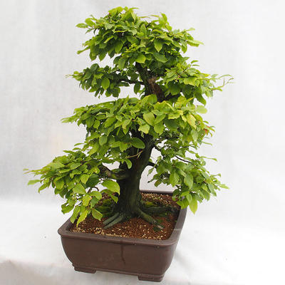 Outdoor bonsai - Grab - Carpinus betulus VB2019-26690 - 2