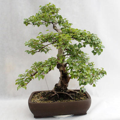 Outdoor bonsai - Betula verrucosa - brzoza srebrna VB2019-26695 - 2