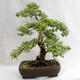 Outdoor bonsai - Betula verrucosa - brzoza srebrna VB2019-26695 - 2/5
