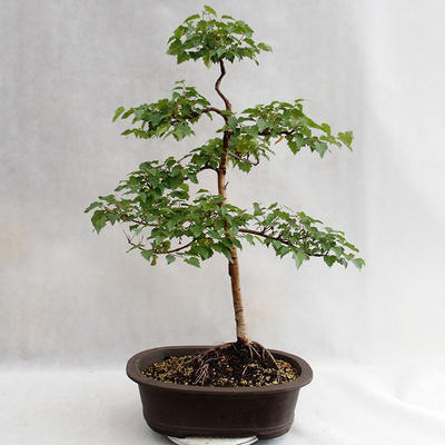 Outdoor bonsai - Betula verrucosa - brzoza srebrna VB2019-26696 - 2