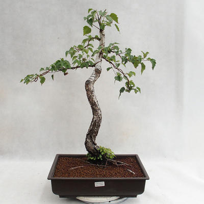 Outdoor bonsai - Betula verrucosa - brzoza srebrna VB2019-26697 - 2