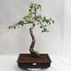 Outdoor bonsai - Betula verrucosa - brzoza srebrna VB2019-26697 - 2/5
