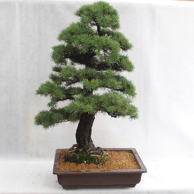 Outdoor bonsai - Pinus sylvestris - sosna zwyczajna VB2019-26699 - 2