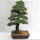 Outdoor bonsai - Pinus sylvestris - sosna zwyczajna VB2019-26699 - 2/6