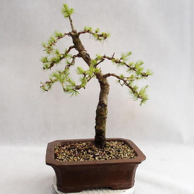 Outdoor bonsai - Larix decidua - Modrzew europejski VB2019-26702 - 2