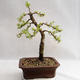 Outdoor bonsai - Larix decidua - Modrzew europejski VB2019-26702 - 2/4