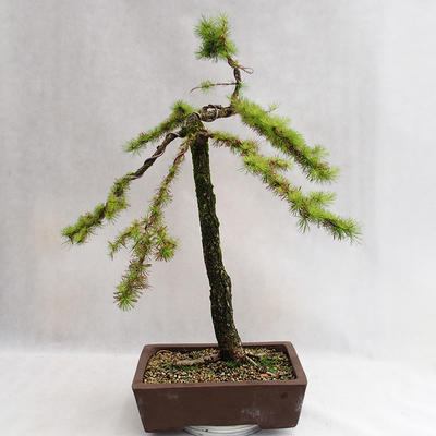 Outdoor bonsai - Larix decidua - Modrzew europejski VB2019-26704 - 2