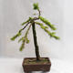 Outdoor bonsai - Larix decidua - Modrzew europejski VB2019-26704 - 2/5