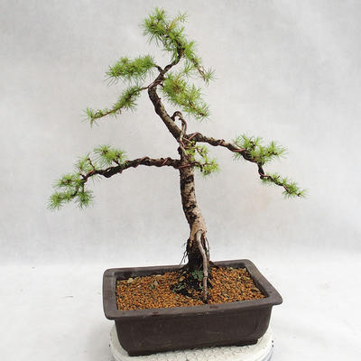 Outdoor bonsai - Larix decidua - modrzew europejski VB2019-26707 - 2