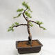 Outdoor bonsai - Larix decidua - modrzew europejski VB2019-26707 - 2/5