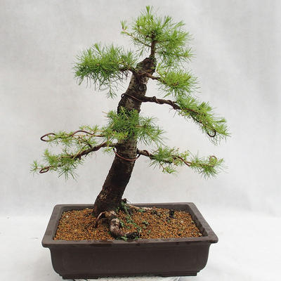 Outdoor bonsai - Larix decidua - modrzew europejski VB2019-26708 - 2