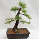 Outdoor bonsai - Larix decidua - modrzew europejski VB2019-26708 - 2/5