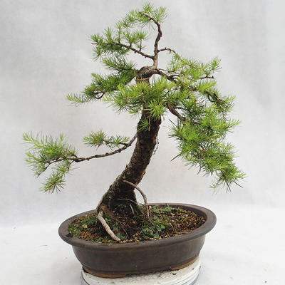 Outdoor bonsai - Larix decidua - Modrzew europejski VB2019-26709 - 2