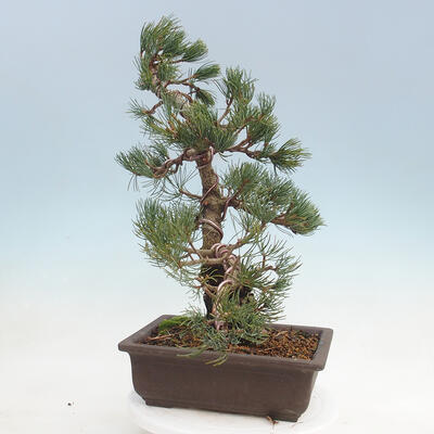 Outdoor bonsai - Pinus parviflora - Sosna drobnokwiatowa - 2