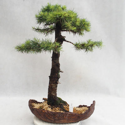 Outdoor bonsai - Larix decidua - Modrzew europejski VB2019-26710 - 2
