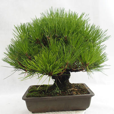Outdoor bonsai - Pinus thunbergii Corticosa - sosna Thunberga VB2019-26712 - 2